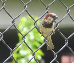 Close-up of bird perching on chainlink fence