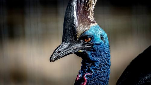 Close-up of a peacock