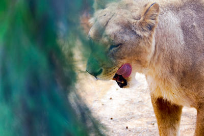 Close-up of lioness on field