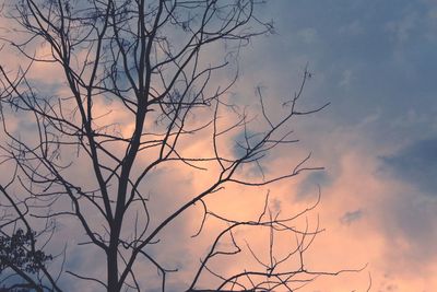 Bare tree against sky during sunset