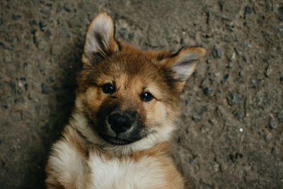 High angle portrait of dog relaxing outdoors