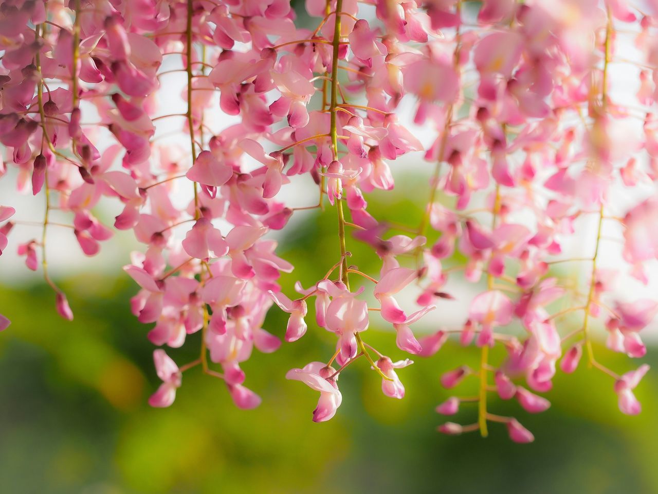 flower, freshness, branch, tree, pink color, growth, cherry blossom, fragility, beauty in nature, cherry tree, blossom, nature, fruit tree, focus on foreground, close-up, low angle view, pink, in bloom, twig, springtime