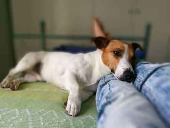 Low section of person with jack russell terrier relaxing on bed