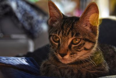 Close-up portrait of a cat