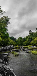 Scenic view of river amidst trees against sky