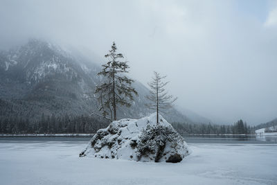 Trees on snow covered landscape