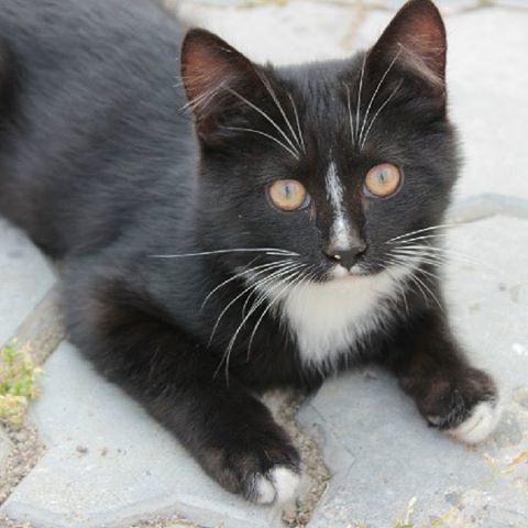 domestic cat, cat, pets, feline, one animal, domestic animals, animal themes, mammal, whisker, portrait, looking at camera, relaxation, sitting, close-up, staring, alertness, black color, high angle view, lying down