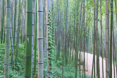 Bamboo trees in forest