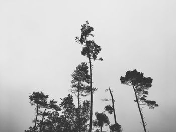 Low angle view of tree against clear sky