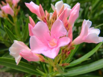 Close-up of pink flowers