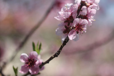 Close-up of cherry blossom