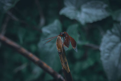 Close-up of insect on plant