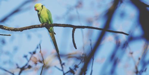 Low angle view of parrot perching on branch