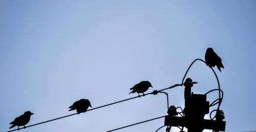 Low angle view of silhouette birds perching on street light against clear sky