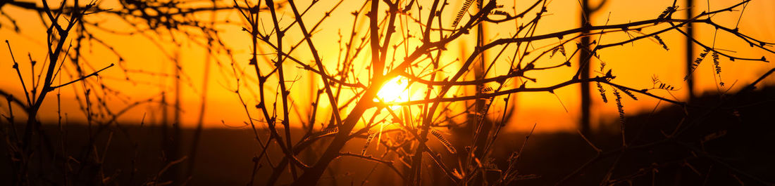 Close-up of plants growing on field against sky during sunset