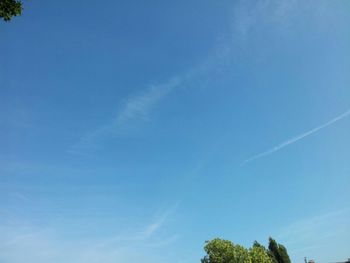 Low angle view of trees against blue sky