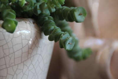 Close-up of hand holding leaf