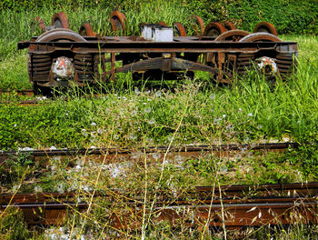 Plants growing on road