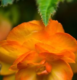 Close-up of orange flowers