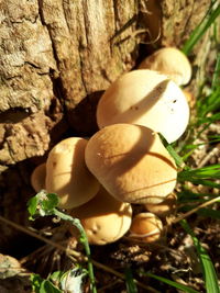 Close-up of mushroom growing on field