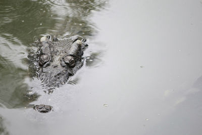 High angle view of turtle in lake