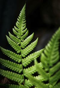 Close-up of fern leaves