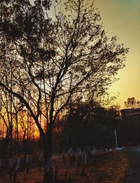 Trees against sky during sunset