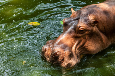 Close-up of horse in lake