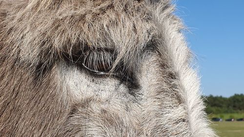 Close-up of horse eye