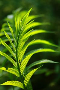 Close-up of fern leaves