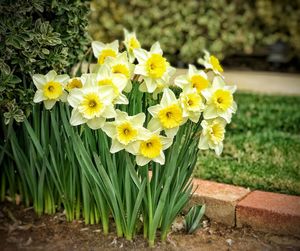 Close-up of yellow daffodil flowers