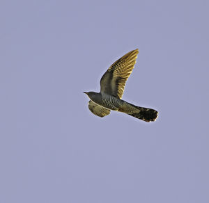 Low angle view of eagle flying against sky