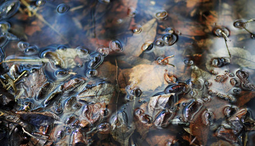 High angel view of leaves in water