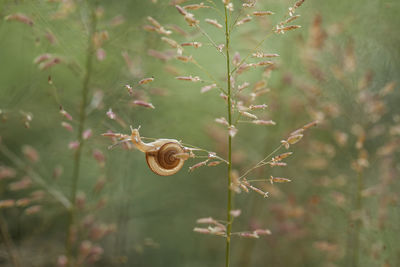 Beautiful snail in beautiful place