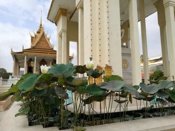 Potted plants outside temple in building against sky