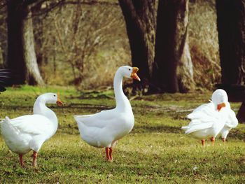 View of white birds on grass