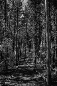 Trees growing in forest