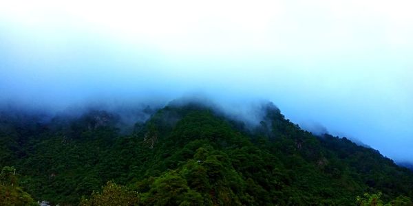 Scenic view of forest against sky