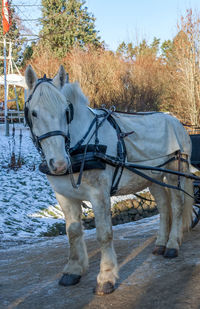 Horse standing in winter