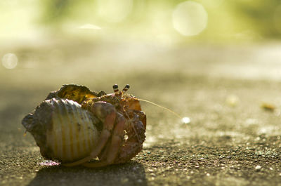 Close-up of crab