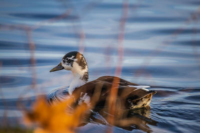 Bird swimming in lake