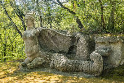 View of lion in forest