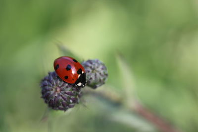 Close-up of ladybug