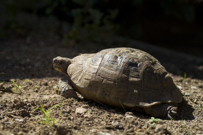 Close-up of turtle on ground