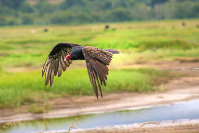 Bird flying over lake