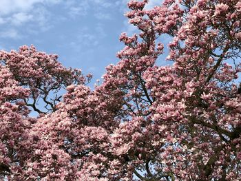 Low angle view of pink flowering tree