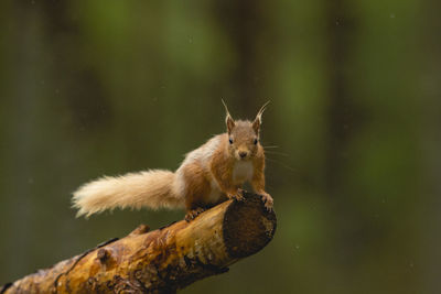 Close-up of squirrel