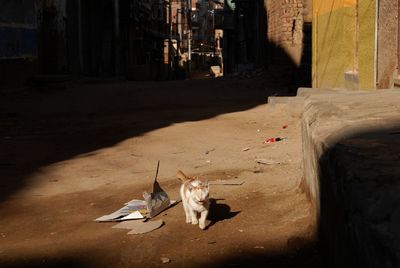 Cat living in street of aswan, egypt