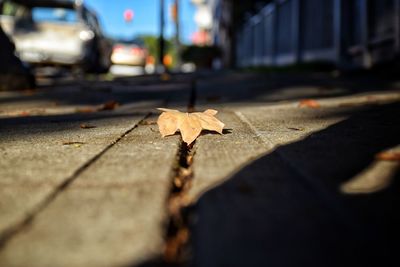 Close-up of dry maple leaf on street