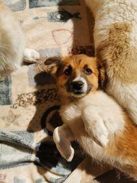 High angle portrait of a dog